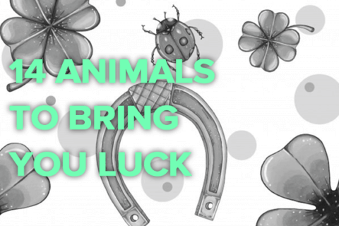 lucky animals